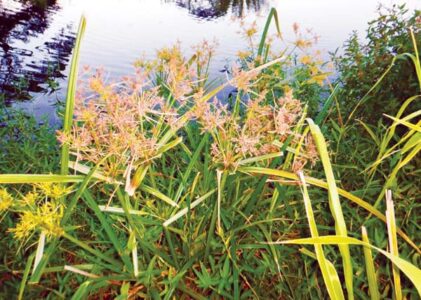 State celebrates rediscoveries of rare plants across islands